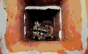 Raccoons in chimney