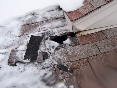Raccoon Destroys Roof to gain Access, Minneapolis, St. Paul Raccoon removal
