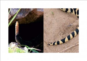 St. Paul MN Snake Removal Services
