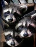 Raccoon Removal MN