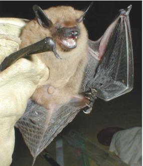 Woodbury Bat Removal