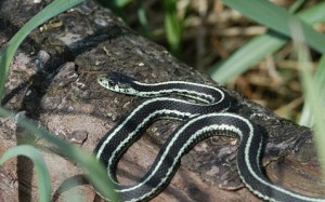 Minnesota Snake Removal Contractor