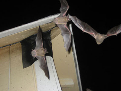 Bat Removal in the Twin Cities & Greater Metro Area