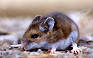 Image of a deer mouse