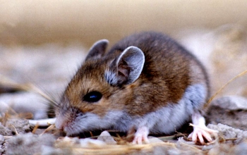 Mice Exterminator MN