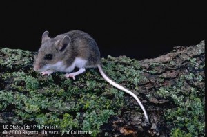 Adult deer mouse. Note the large ears and eyes and the white underside of the body and tail—all distinguishing characteristics between the deer mouse and house mouse.