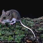 Adult Deer Mouse - Adult deer mouse. Note the large ears and eyes and the white underside of the body and tail—all distinguishing characteristics between the deer mouse and house mouse.