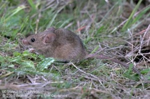 Adult House Mouse-House mice are frequently found in residential households. They lack a white underside and have a relatively hairless tail.