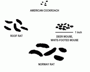 Size of Deer Mouse and White-footed Mouse Droppings Compared with the Droppings of Other Household Pests - Close to Actual Size
