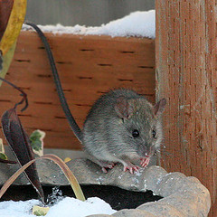 Mouse Infestation Plymouth MN