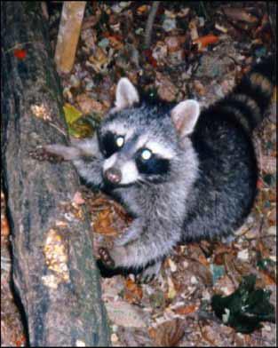 Woodbury Raccoon Wildlife Removal
