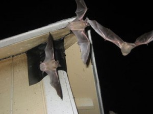 Removing Bats From An Attic
