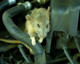 Rodent Removal Shoreview