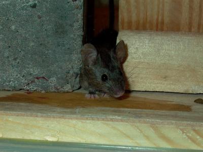 Mouse Removal Burnsville