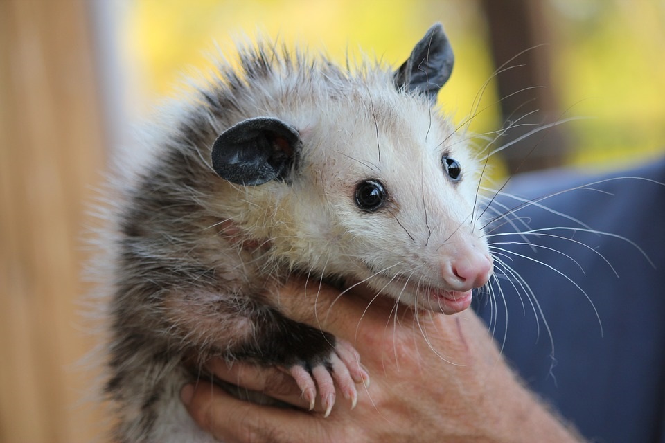 Opossum Removal MN