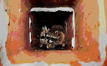 Raccoon Removal Woodbury MN