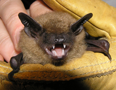 Minnesota Bat Prevention Services