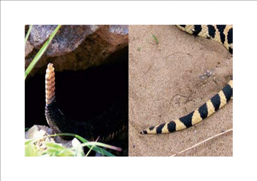 Maple Grove Minnesota Snake Removal and Exclusion