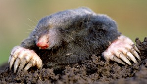 Moles