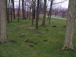 Mole Damage Maple Grove MN