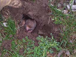 Mole Removal MN