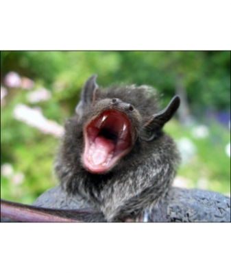 Bat Removal MN