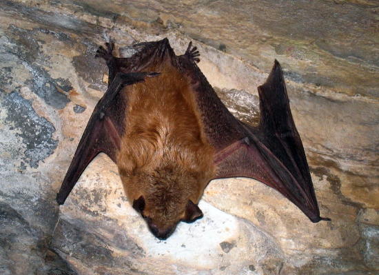 Bat Removal Minneapolis