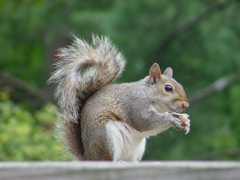 Squirrel Prevention Services Minnesota