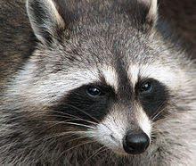 Image of a Raccoon