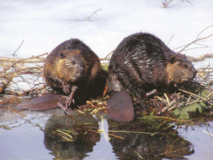 Human beaver removal