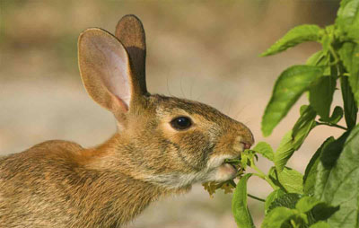 Rabbit Control Maple Grove