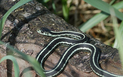 Image of a garter snake