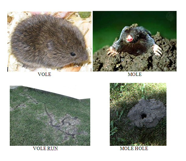 Moles vs Voles