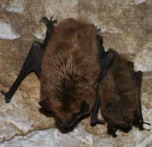 Bat Removal MN