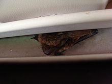 Bat Removal Minneapolis