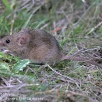 Adult House Mouse-House mice are frequently found in residential households. They lack a white underside and have a relatively hairless tail.