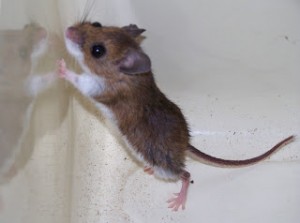 Notice the bicolored tail, dark above, white below, on the deer mouse (Peromyscus maniculatus)