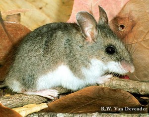 White-footed Mouse