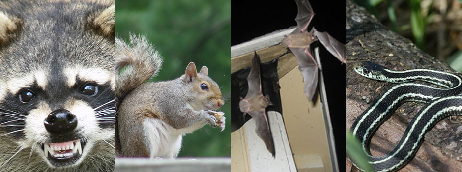 Minnesota Wildlife Removal