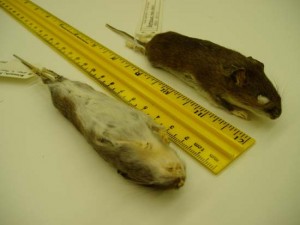 While the back and sides of the deer mouse can vary in shades of gray and brown, it should have a white belly. Note the bicolored tail of the deer mouse - the house mouse has a mono-color tail.