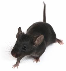 Mice Removal Maple Grove