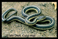 Snake Pest Control Minneapolis