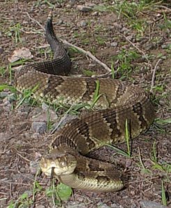 Timber Rattlesnake MN
