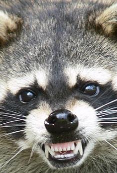 Raccoon Removal Services MN