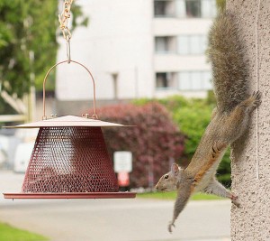 Squirrel Removal 