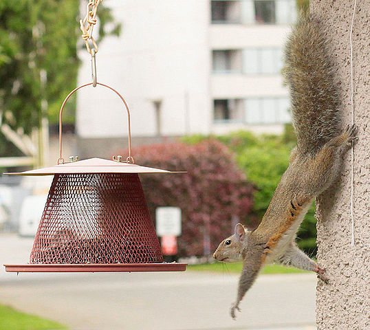 Squirrel Removal