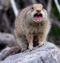 Beaver Control MN