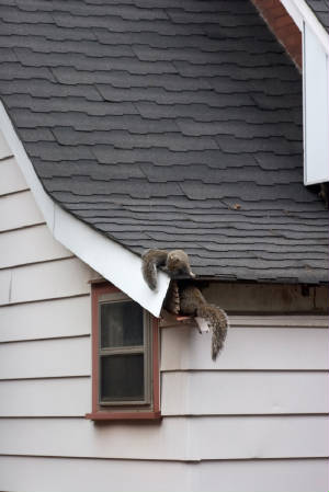 Andover Squirrel Removal