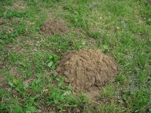 Mole Removal MN