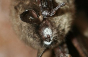 Minnetonka Bat Removal